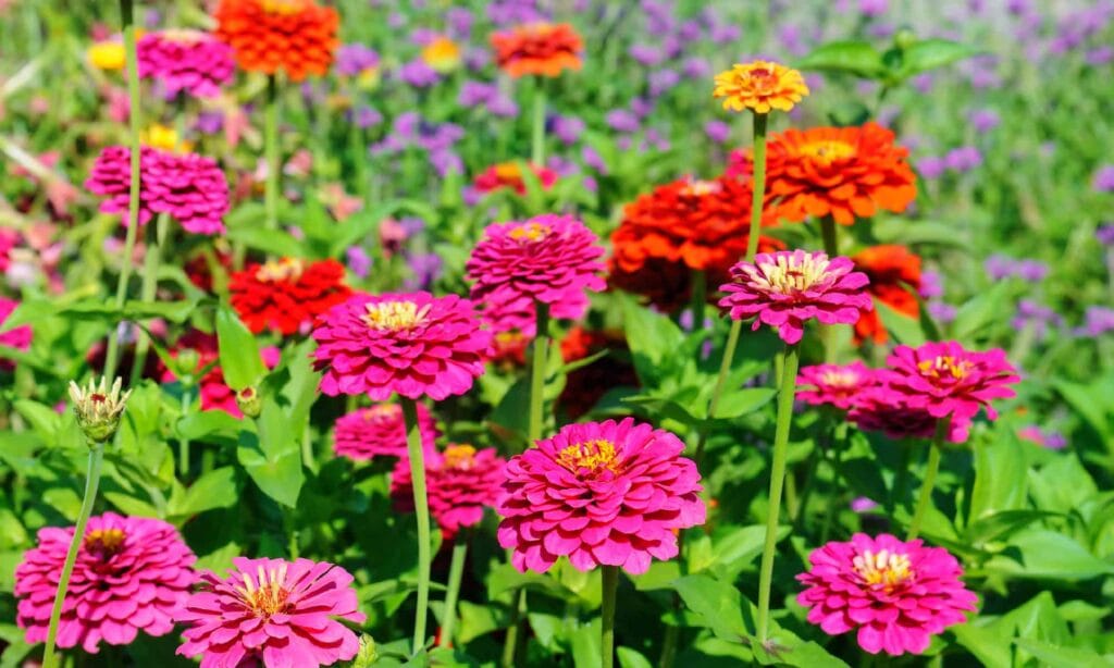 From Dull to Delightful: The Art of Colourful Landscaping and Vibrant Garden Designs