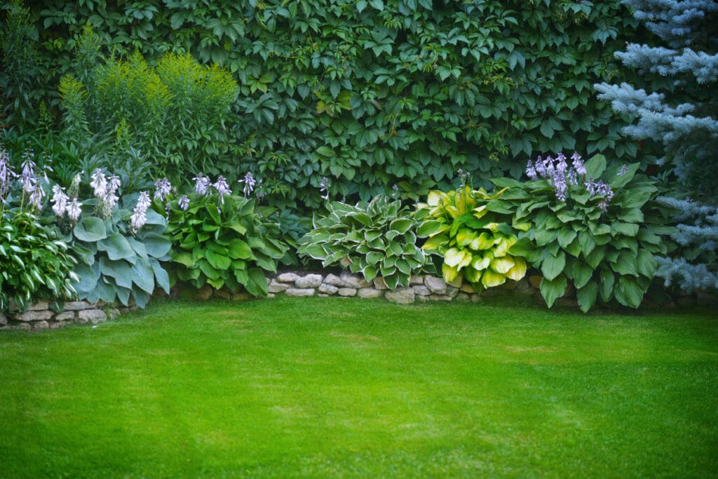 new lawn and plants